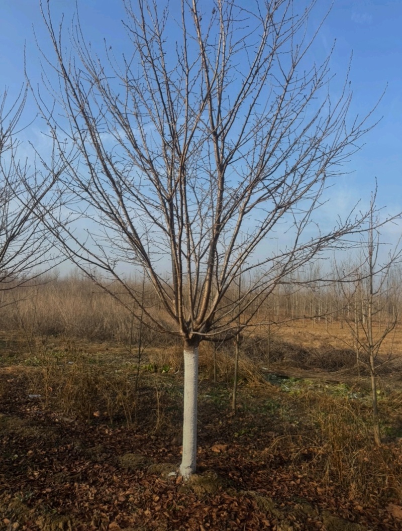 苗圃大量出售12公分早樱