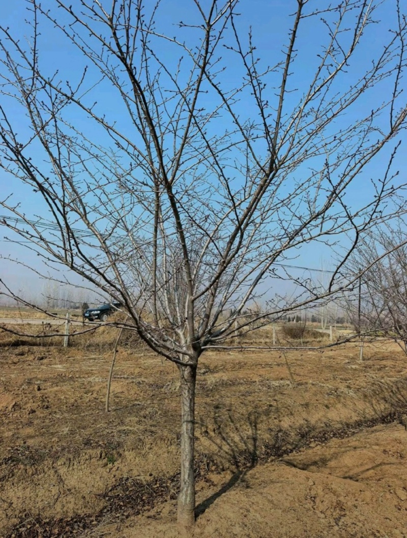苗圃大量出售12公分早樱