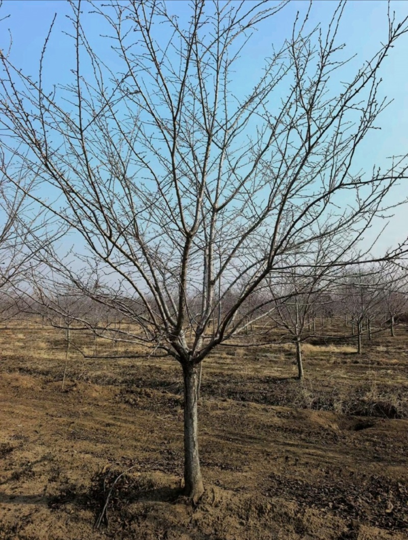 苗圃大量出售12公分早樱