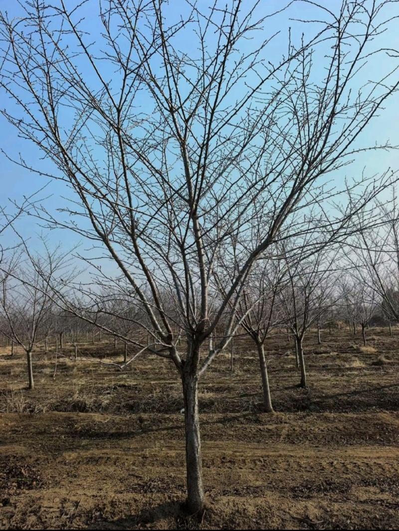 苗圃大量出售12公分早樱