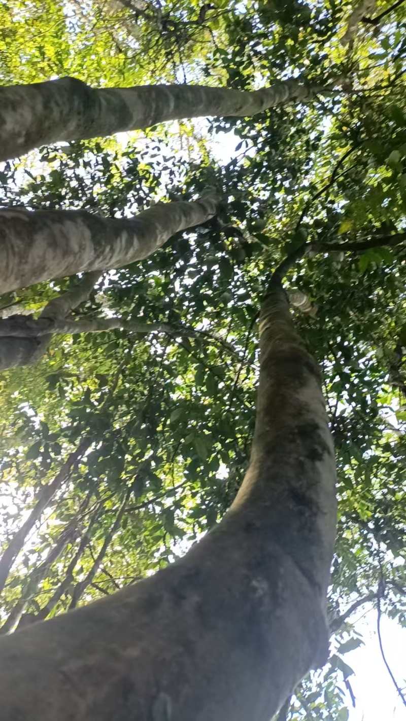 普洱高杆茶