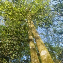 普洱高杆茶