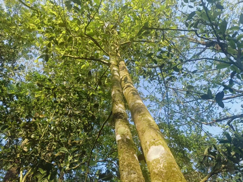 普洱高杆茶