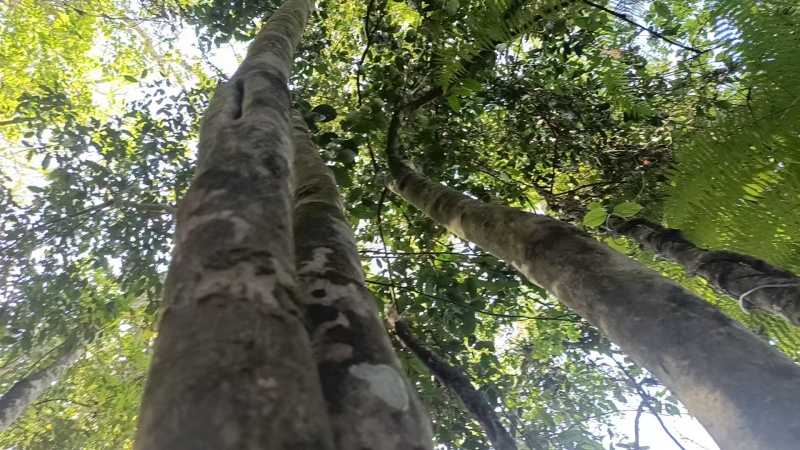 普洱高杆茶