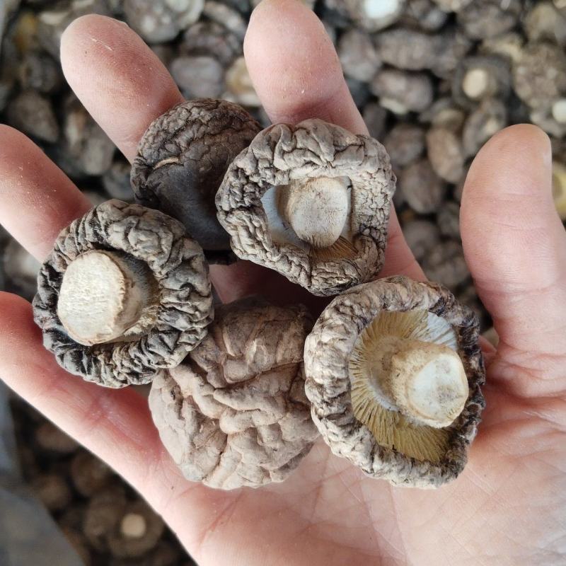 a特级干香菇3-4批发零售高品好货粤东热销花菇板菇