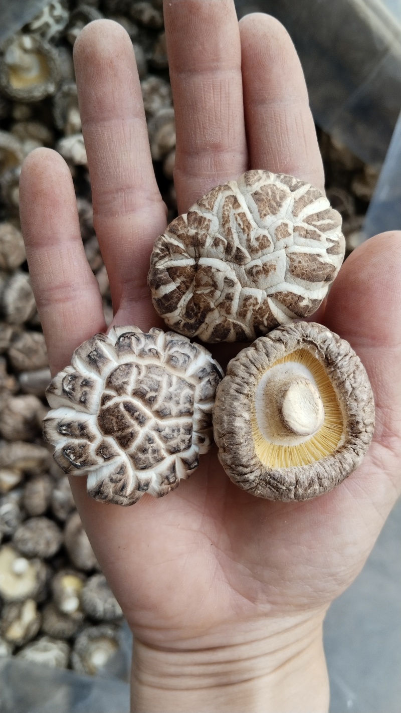 a特级干香菇3-4批发零售高品好货粤东热销花菇板菇