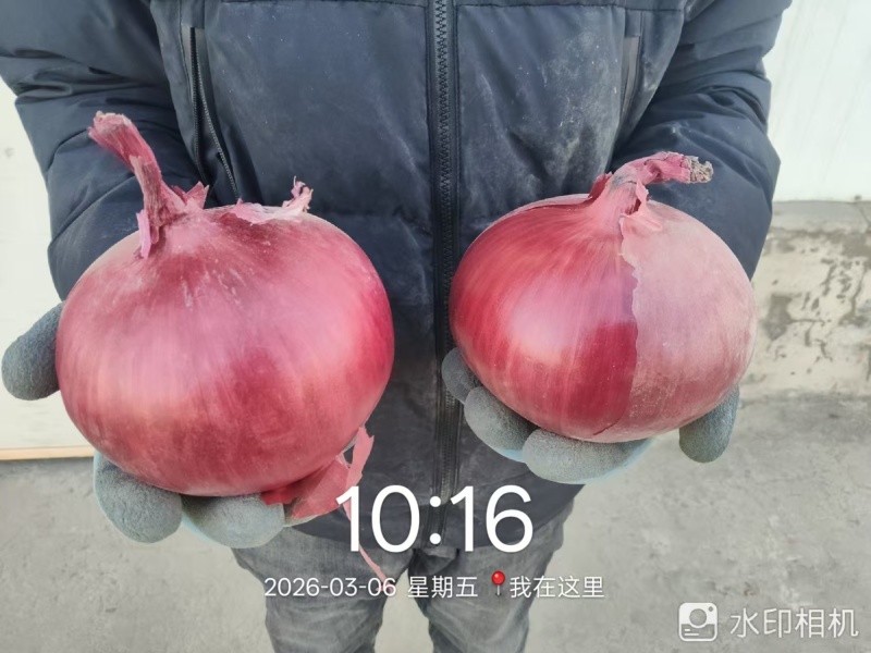 甘肃精品紫葱，价格实惠