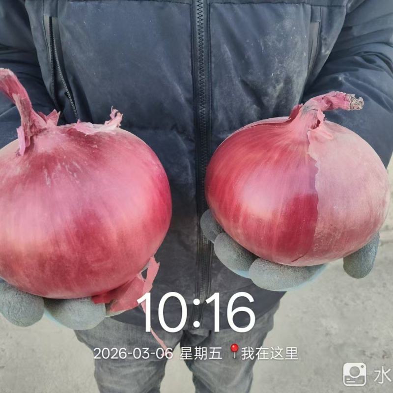 甘肃精品紫葱，价格实惠