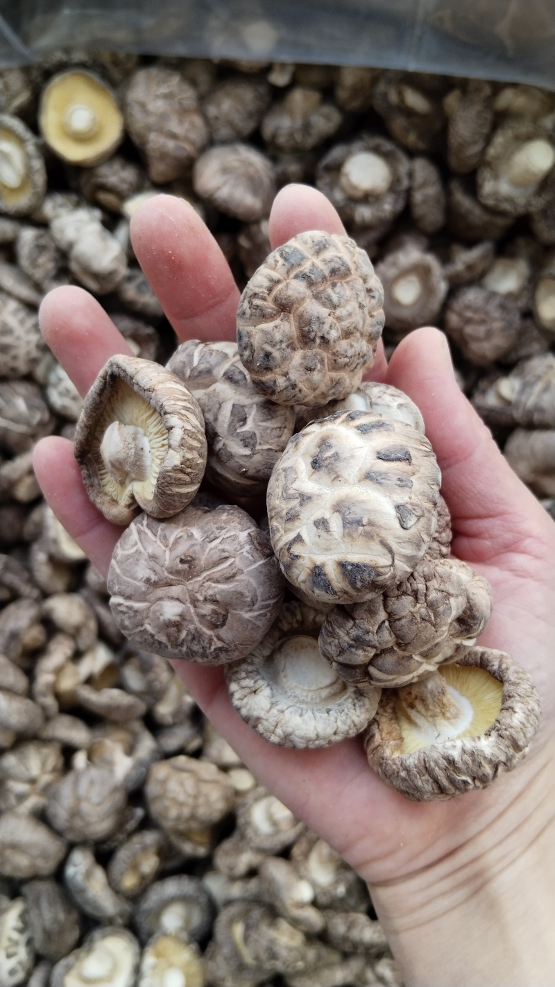 a特级干香菇3-4批发零售高品好货粤东热销花菇板菇