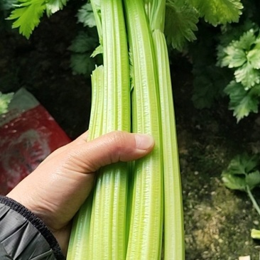皇后芹菜