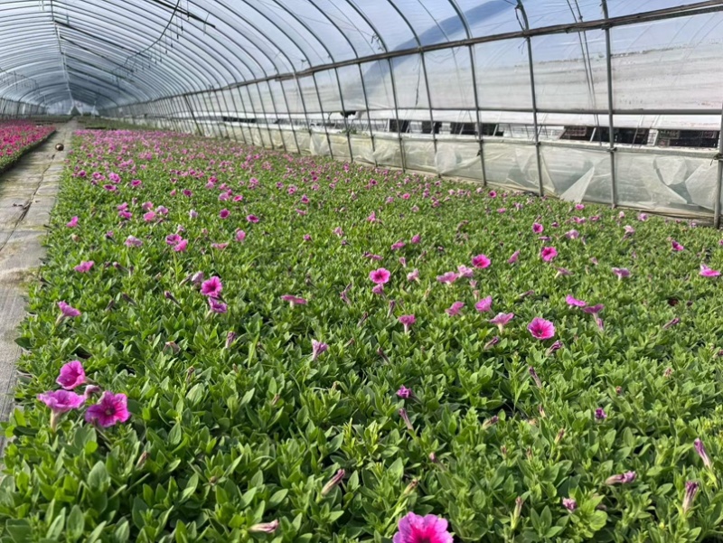 【热卖推荐】牵牛品种多样规格齐全，花型美观适应性强