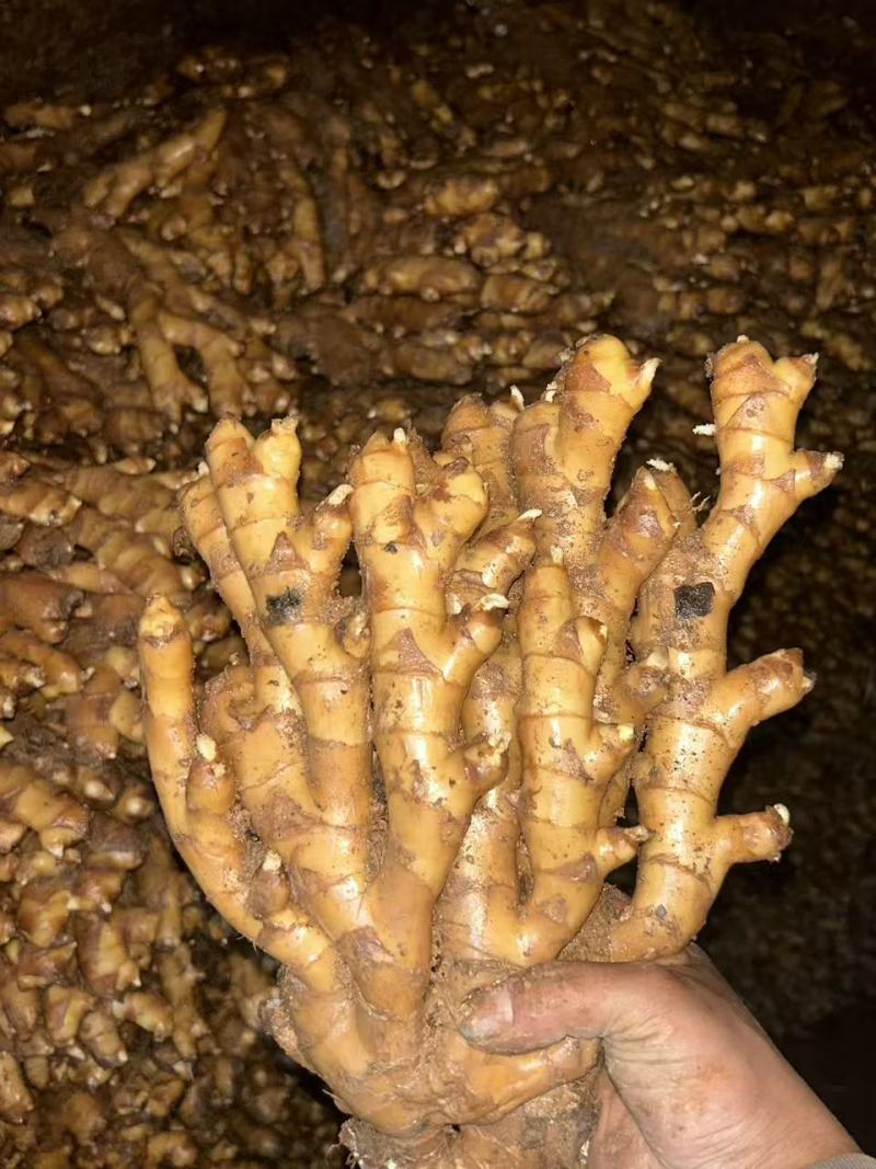 广西农家自种生姜