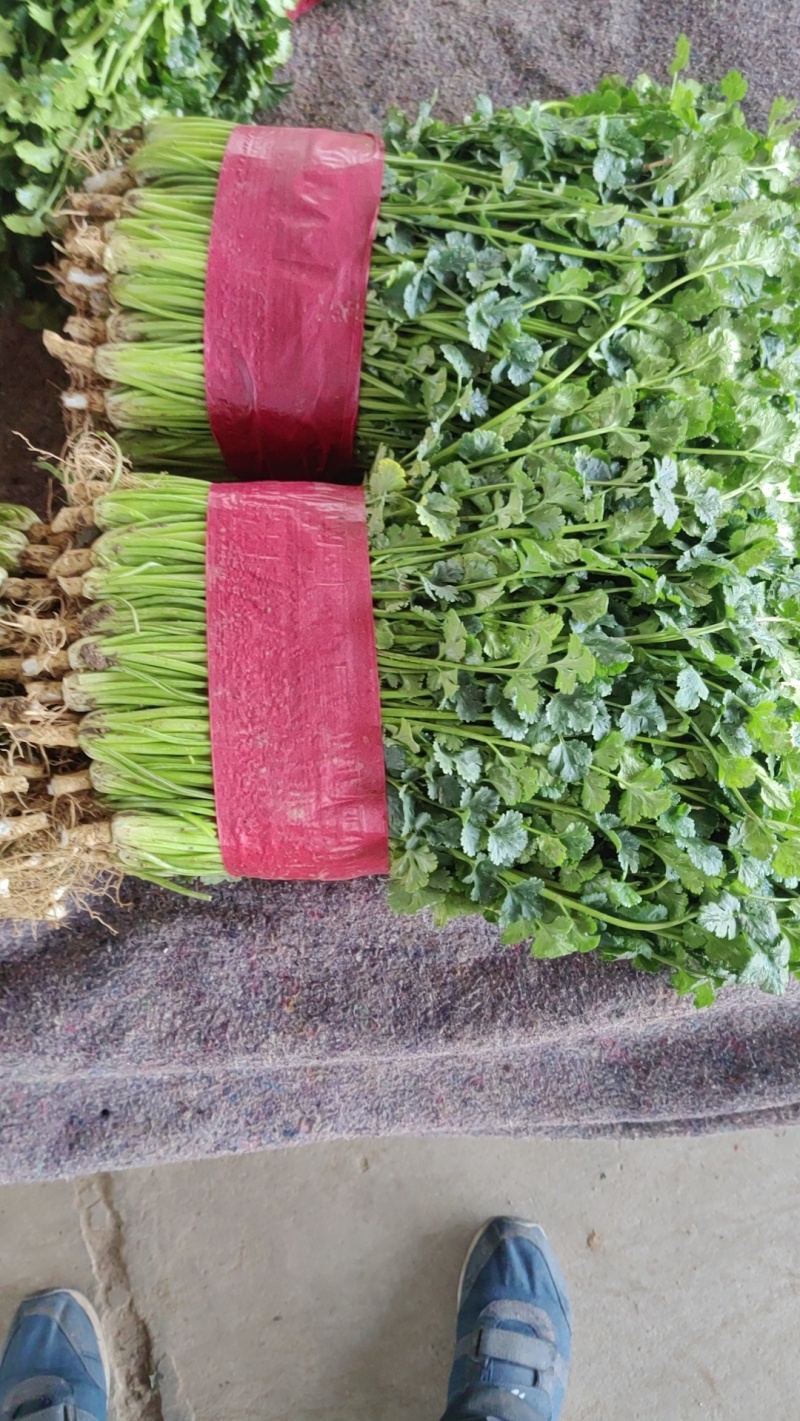 小叶铁杆青香菜，质量好，面积大，