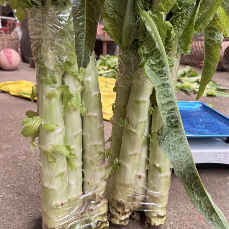 红叶莴苣