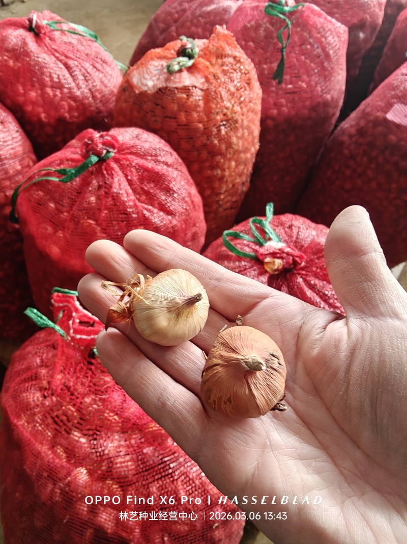 剑兰种球国产进口多年生花卉菖兰花球唐菖蒲花种球四季