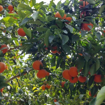 091无核沃柑大量出售