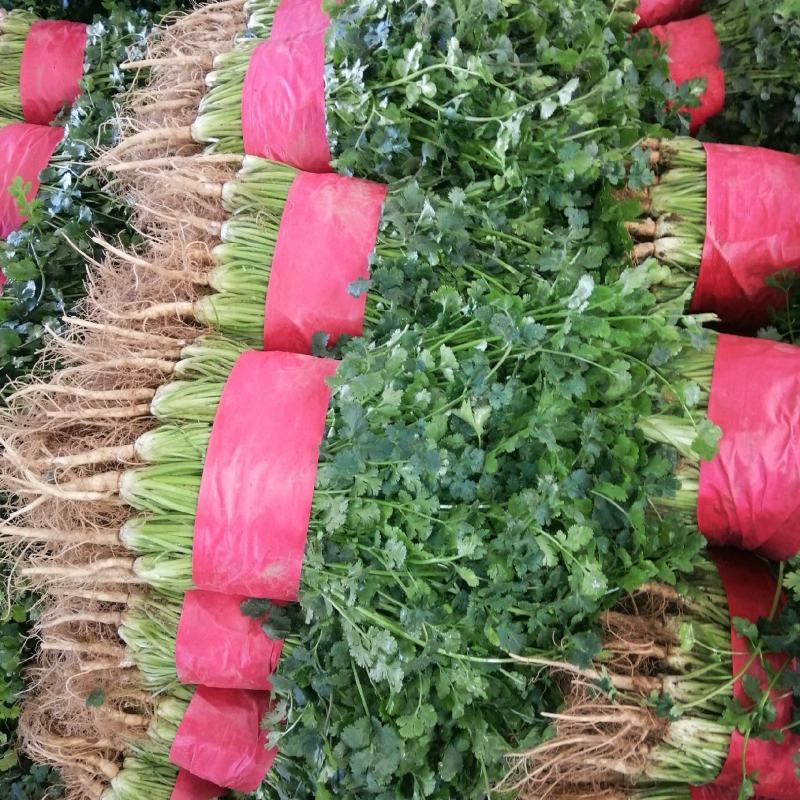 小叶铁杆青香菜，质量好，面积大，