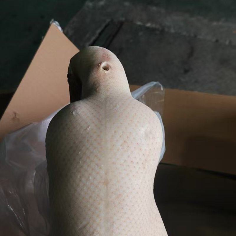 鸭胚