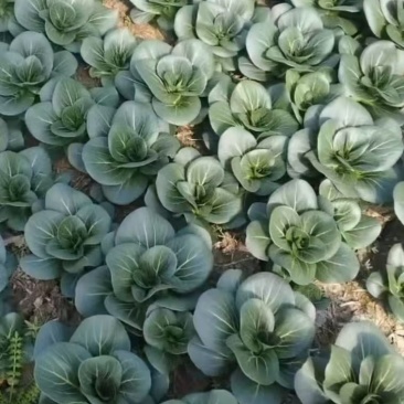 江苏南通海门大棚精品苏州青黑菜大量有货，欢迎全国老板咨询
