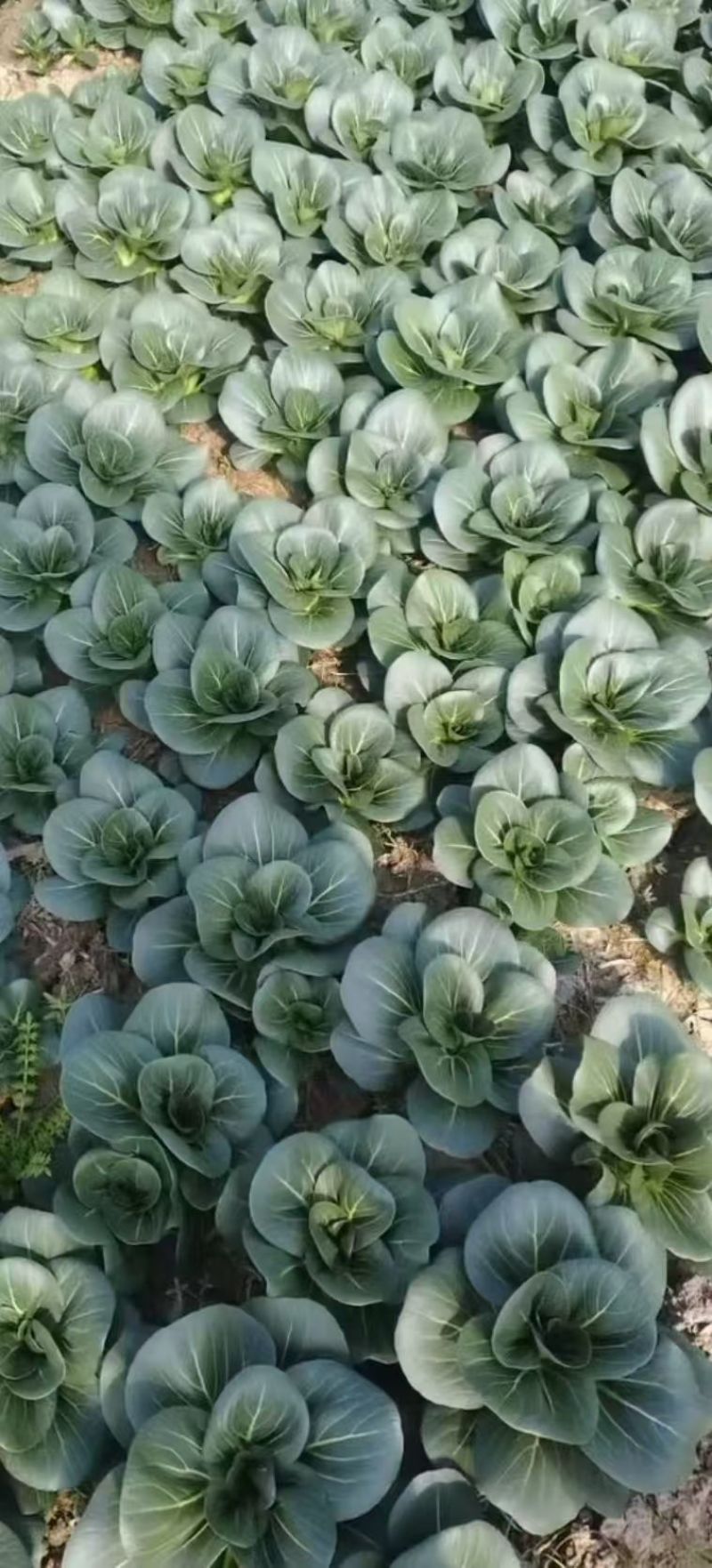 江苏南通海门大棚精品苏州青黑菜大量有货，欢迎全国老板咨询