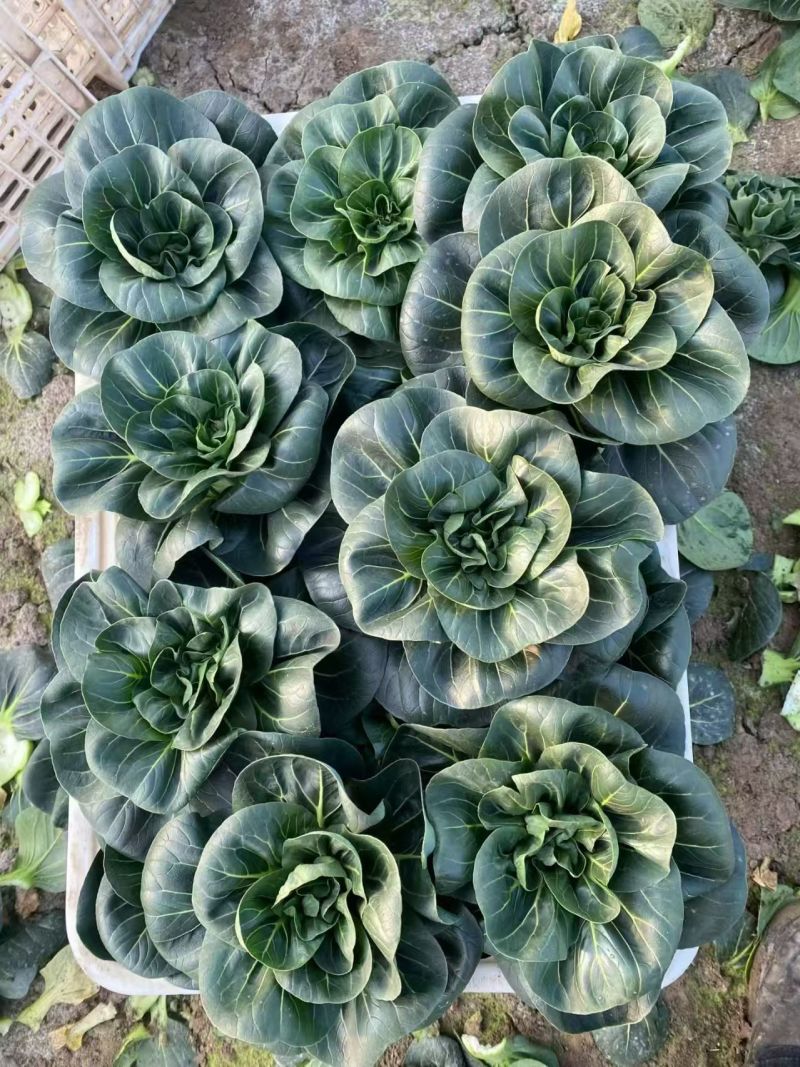 江苏南通海门大棚精品苏州青黑菜大量有货，欢迎全国老板咨询