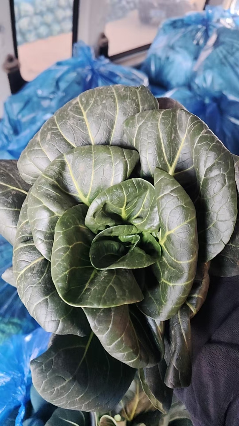 江苏南通海门大棚精品苏州青黑菜大量有货，欢迎全国老板咨询