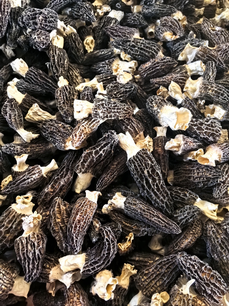 羊肚菌