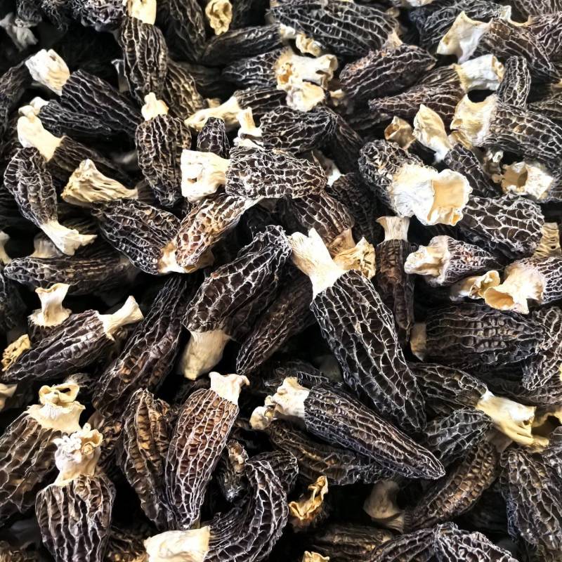 羊肚菌