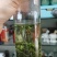 清仓恩施玉露口粮茶栗香