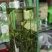 清仓恩施玉露口粮茶栗香
