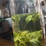 清仓恩施玉露口粮茶栗香