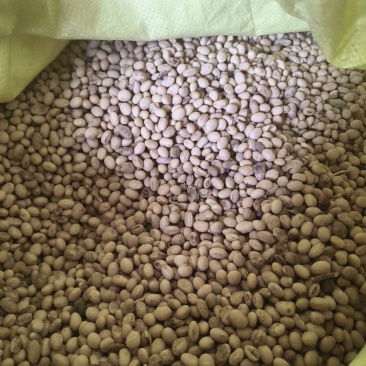 大白花黄豆一万斤左右