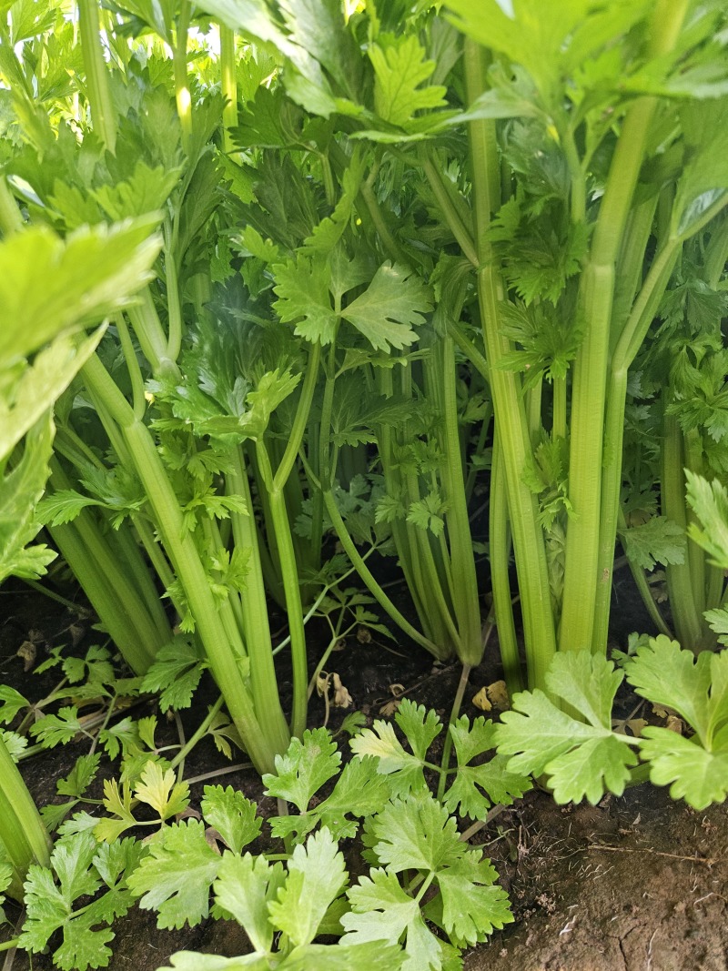 有农药残留赔100000元