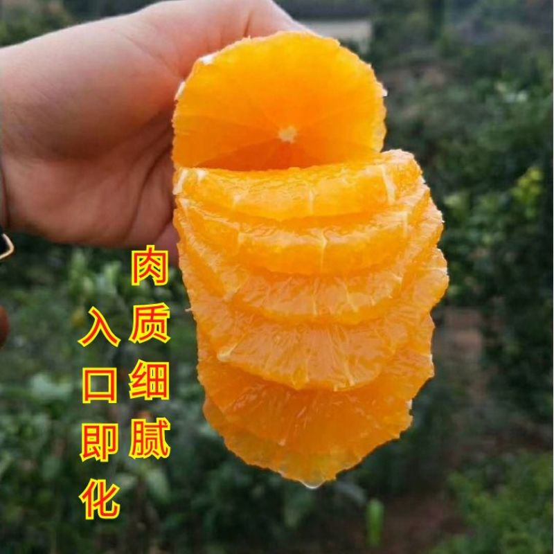 秭归九月红，产地直发，一手货源，大量供应，价格优惠