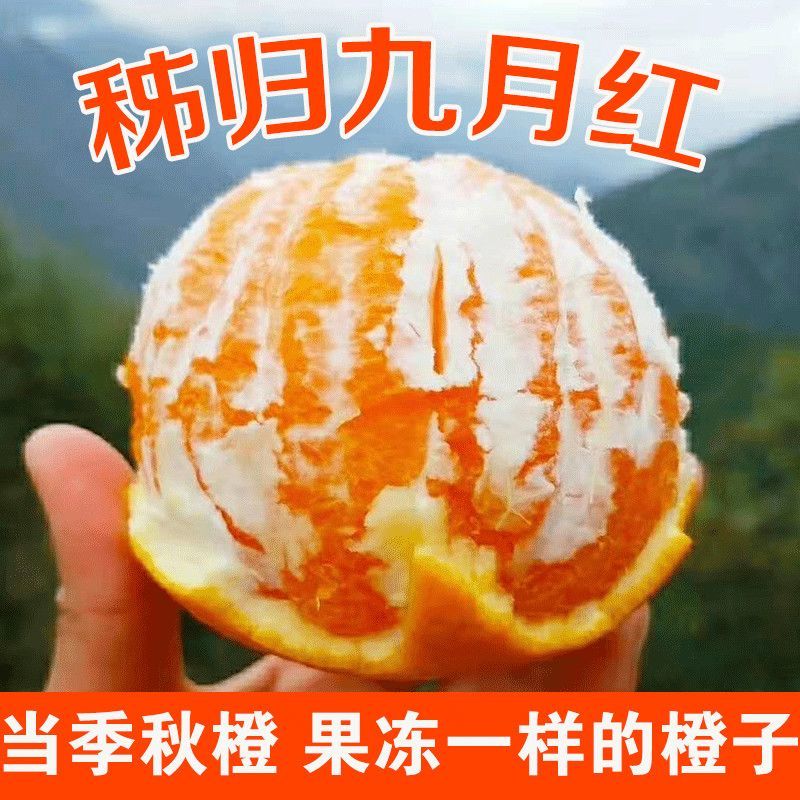 秭归九月红，产地直发，一手货源，大量供应，价格优惠