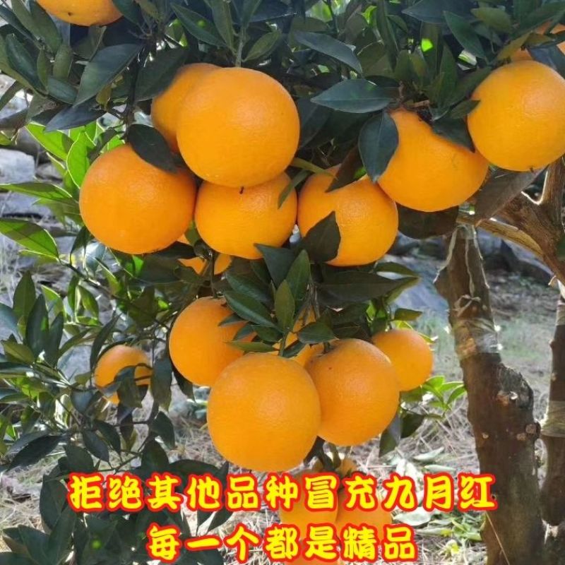 秭归九月红，产地直发，一手货源，大量供应，价格优惠