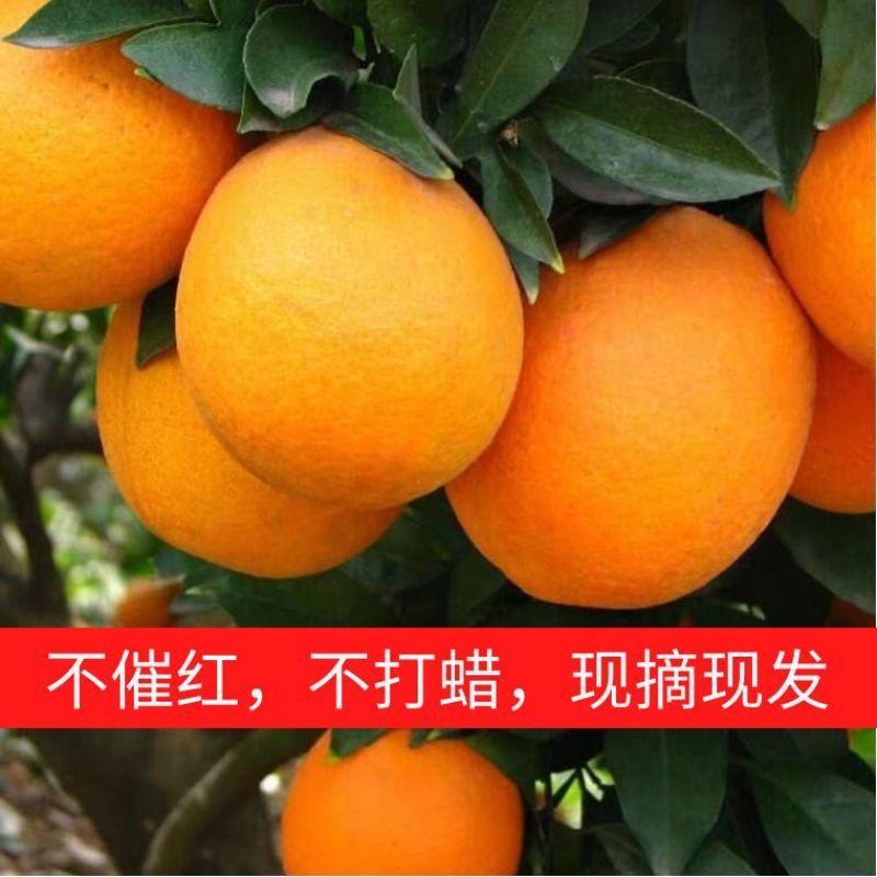 秭归九月红，产地直发，一手货源，大量供应，价格优惠