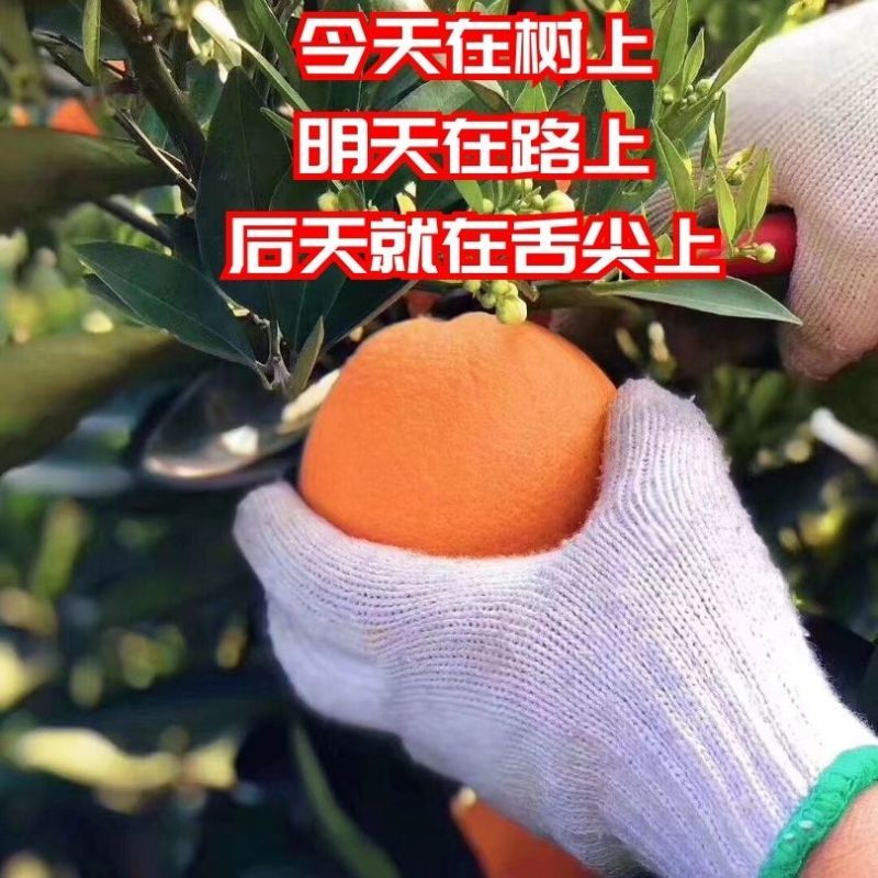 秭归九月红，产地直发，一手货源，大量供应，价格优惠