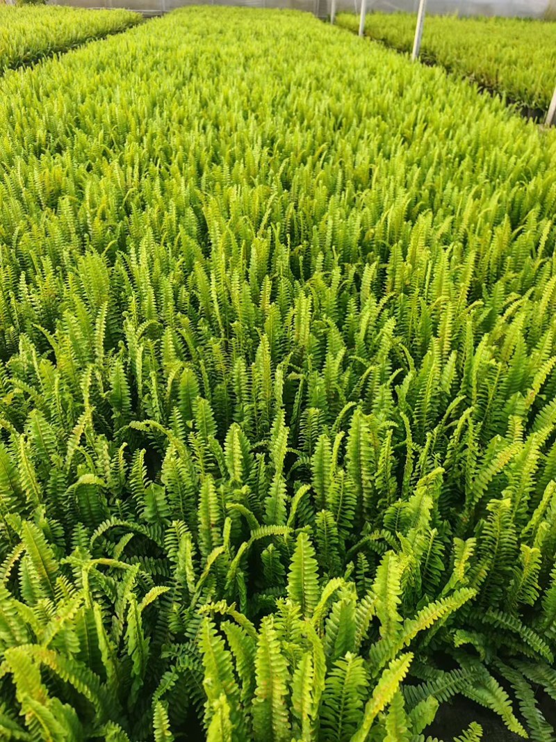 【实力推荐】肾蕨专人对接，精心打包、稳妥发货，减少损耗