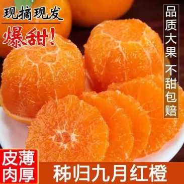 九月红脐橙，大量上市，全国发货，欢迎进店沟通