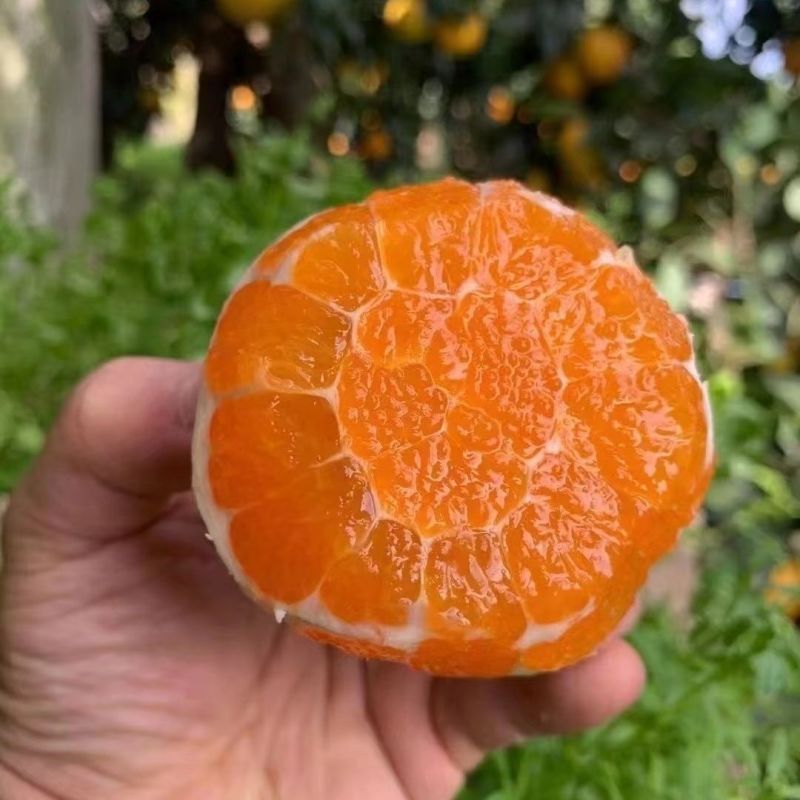 九月红脐橙，大量上市，全国发货，欢迎进店沟通