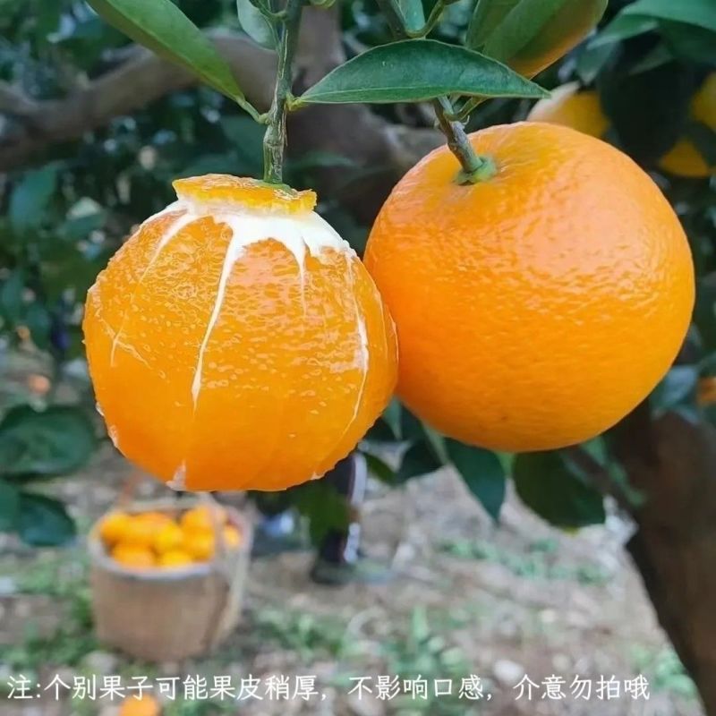 九月红脐橙，大量上市，全国发货，欢迎进店沟通