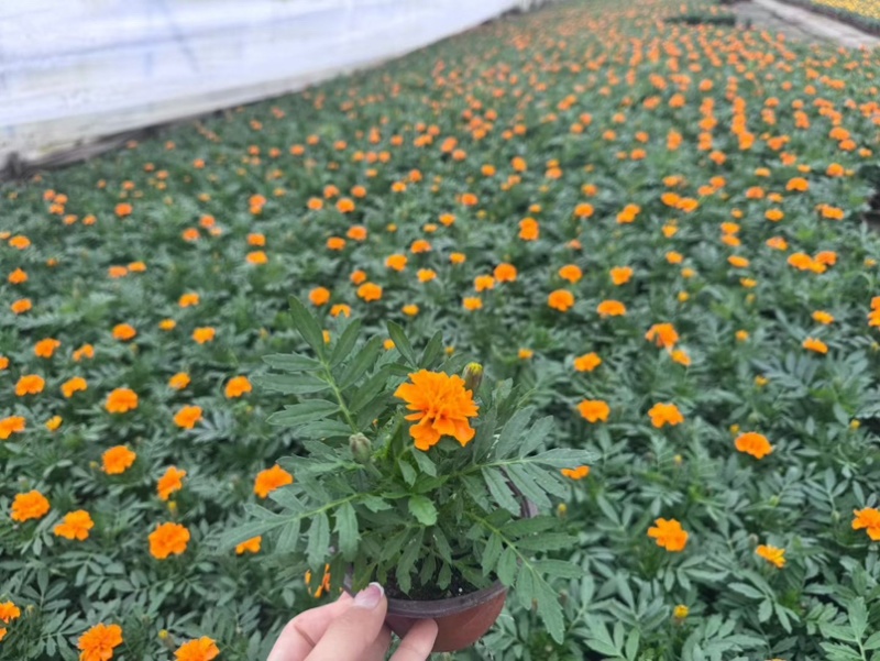 孔雀草精心打包、稳妥发货，减少损耗，可长期供货
