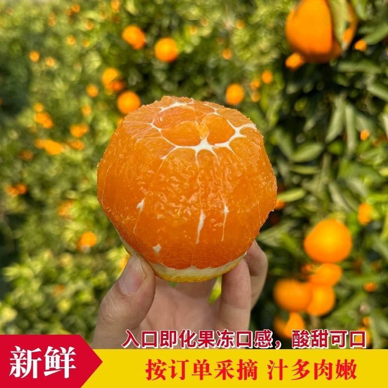 九月红脐橙大量上市，全国发货，欢迎进店沟通，量大则优