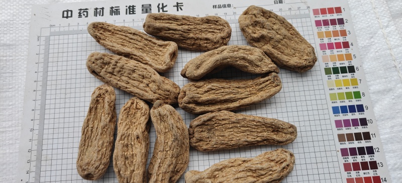 乌天麻黑天麻个选可打粉关书药业批发各种规格