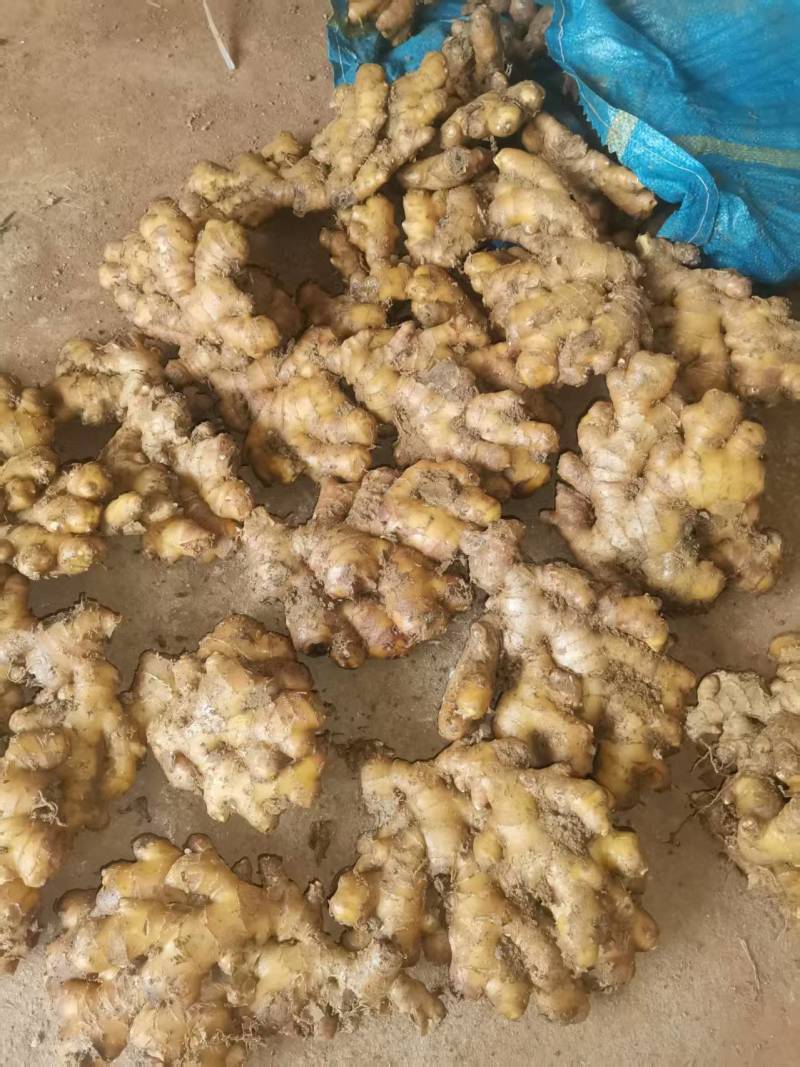 库存生姜二黄姜大量供应可视频看货欢迎来电采购洽谈对接
