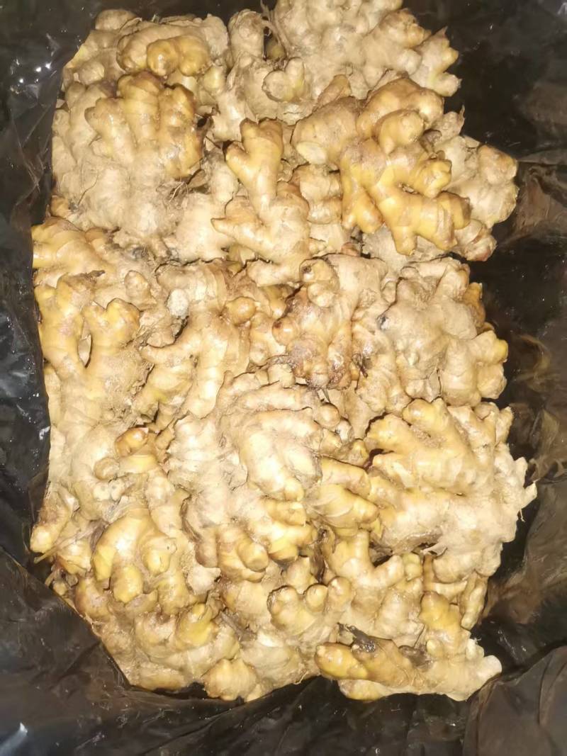 库存生姜二黄姜大量供应可视频看货欢迎来电采购洽谈对接