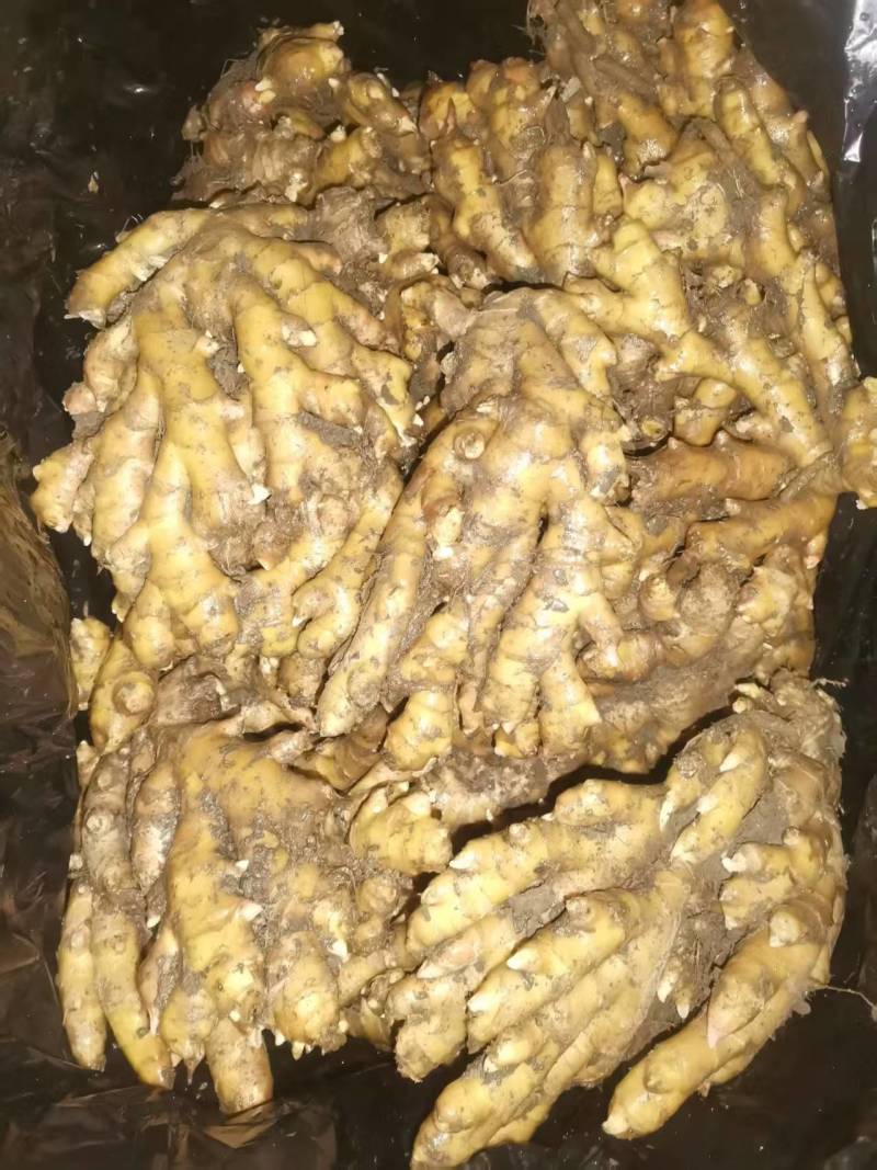 库存生姜二黄姜大量供应可视频看货欢迎来电采购洽谈对接