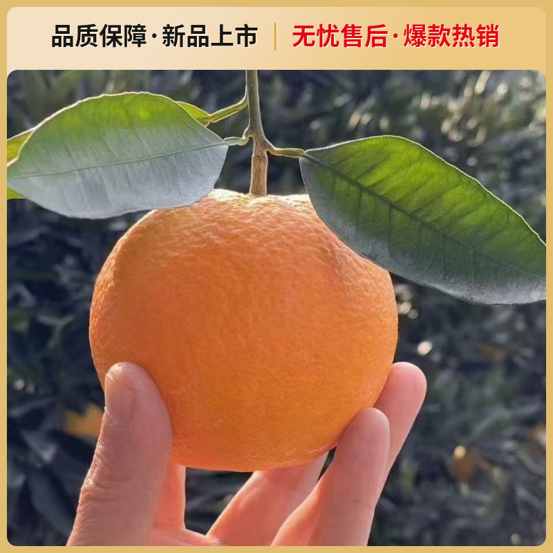 伦晚脐橙大量上市，全国发货，欢迎进店沟通选购