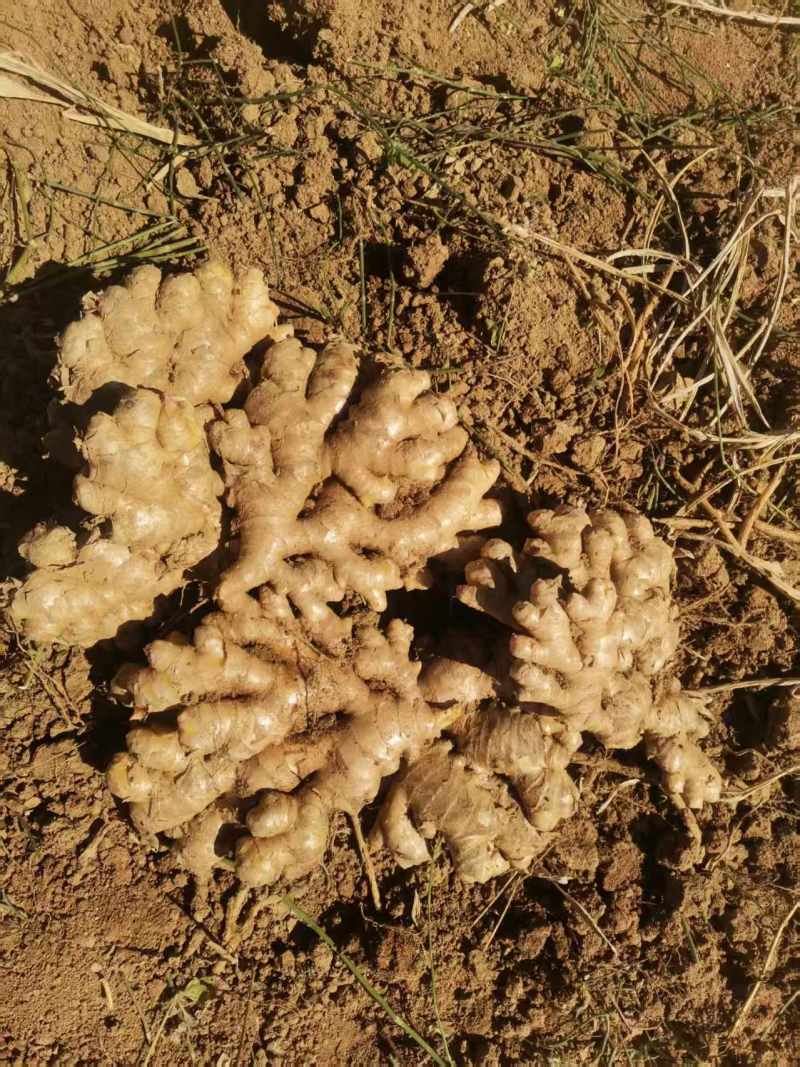 小黄姜生姜窖姜大量供应可视频看货欢迎来电采购洽谈